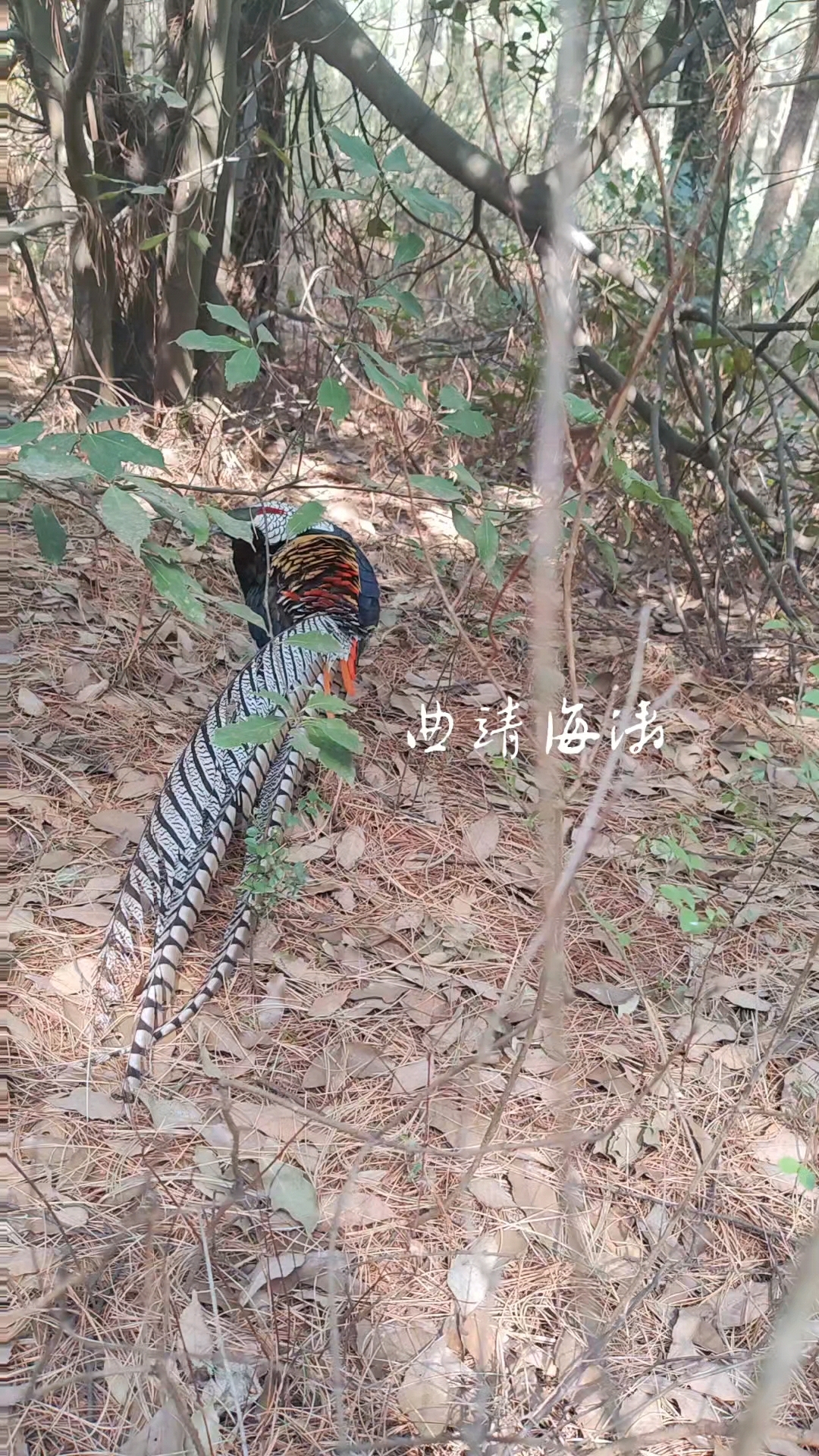 野生白腹锦鸡精选视频!