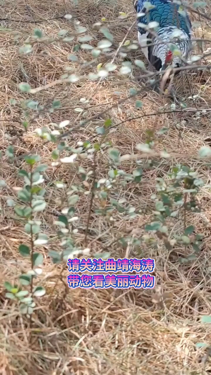 户外拍摄野生白腹锦鸡!