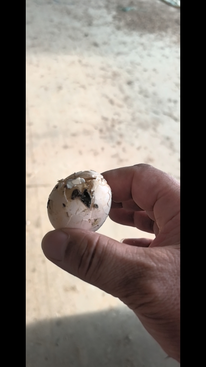 农场的小鸡开始生蛋了,吃得好长得快,给力的小鸡!