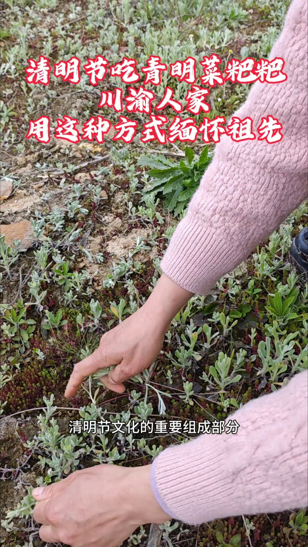 清明节四川重庆川渝人吃青明菜粑粑,是地方传统习俗传承缅怀先祖