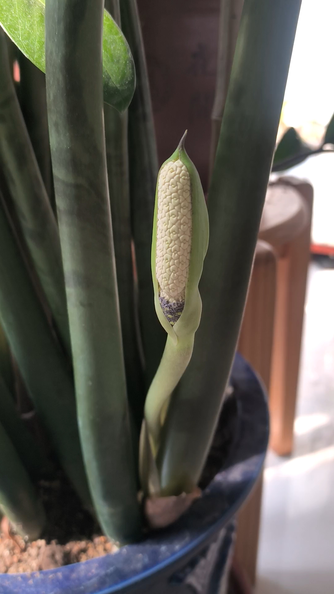 钱串开花了