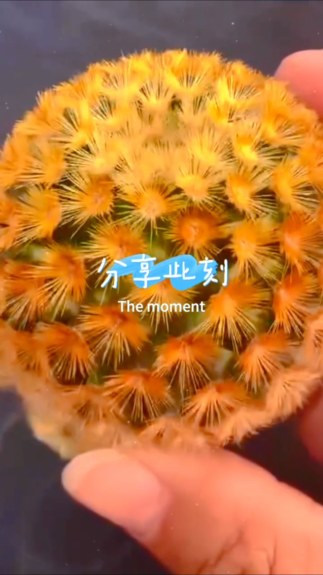 黄金嘉文丸仙人球!