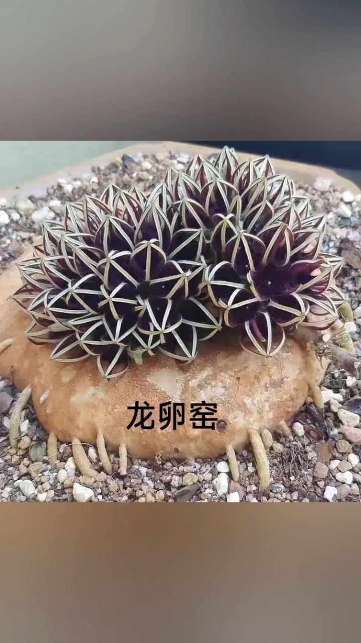 萝藦科的小怪物!