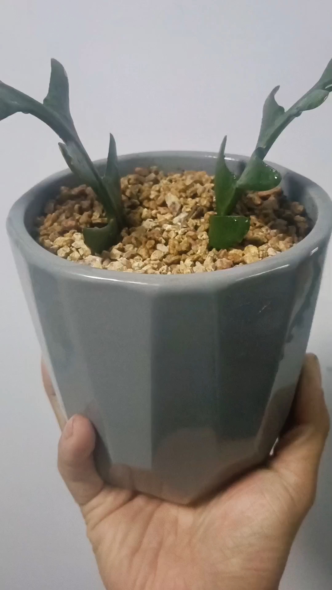 我的——鱼骨令箭