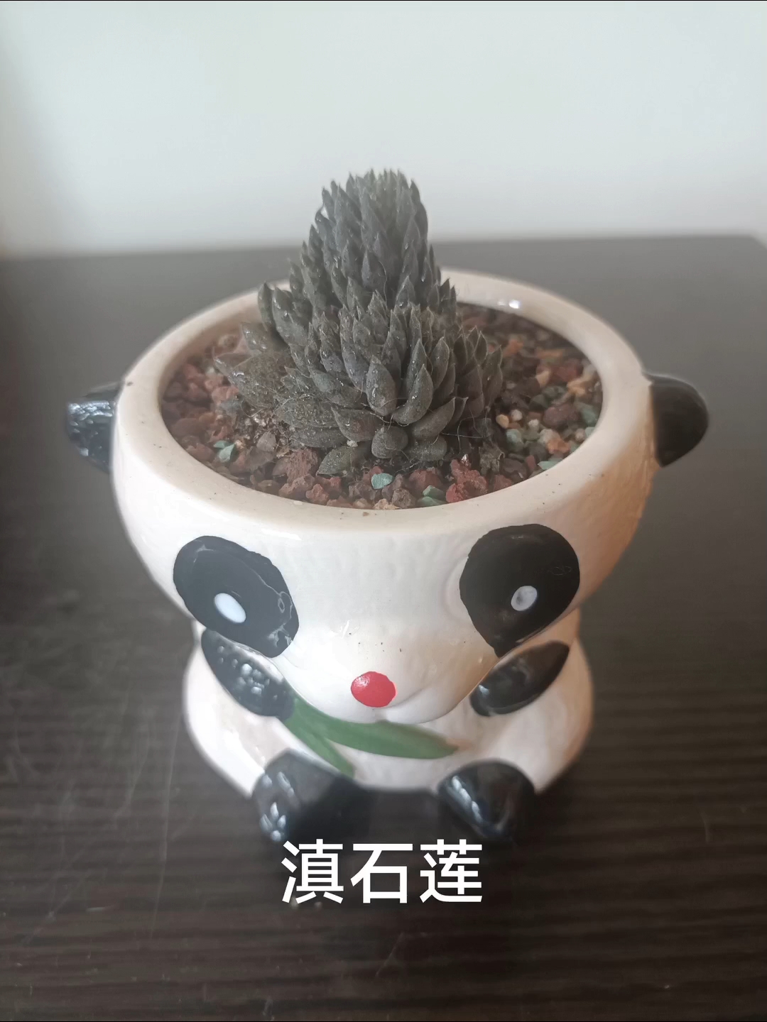 我的小花园(七)