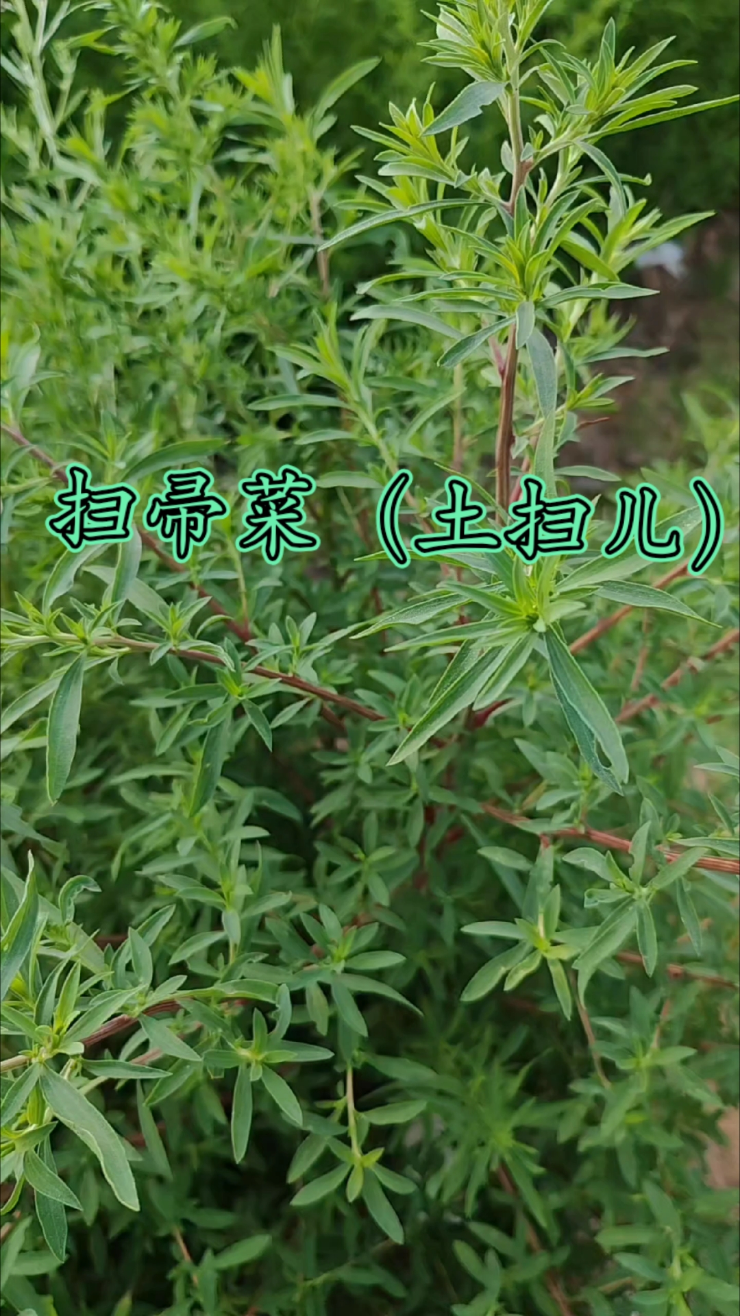 扫帚菜:可以食用也能医药用,我们把这叫土扫儿。