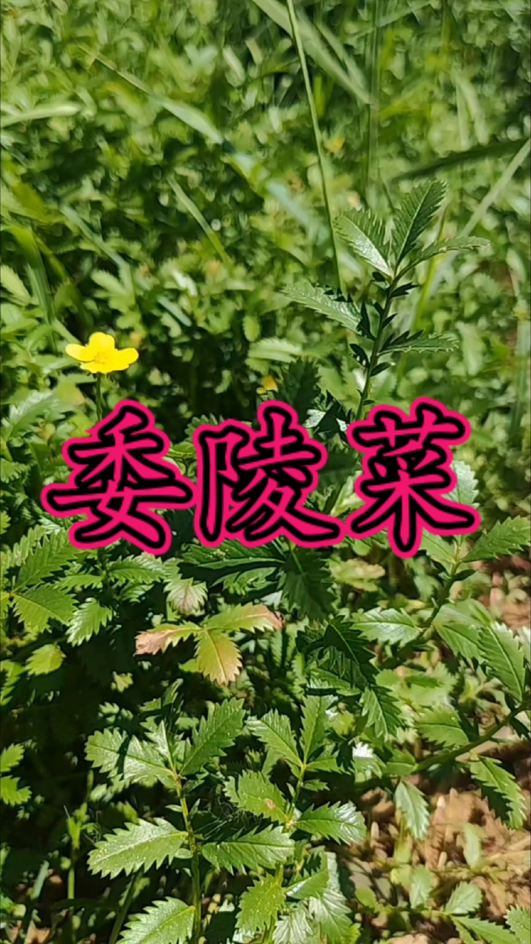 委陵菜:中药材,分布于东亚,在中国分布于东北、西北等地区。