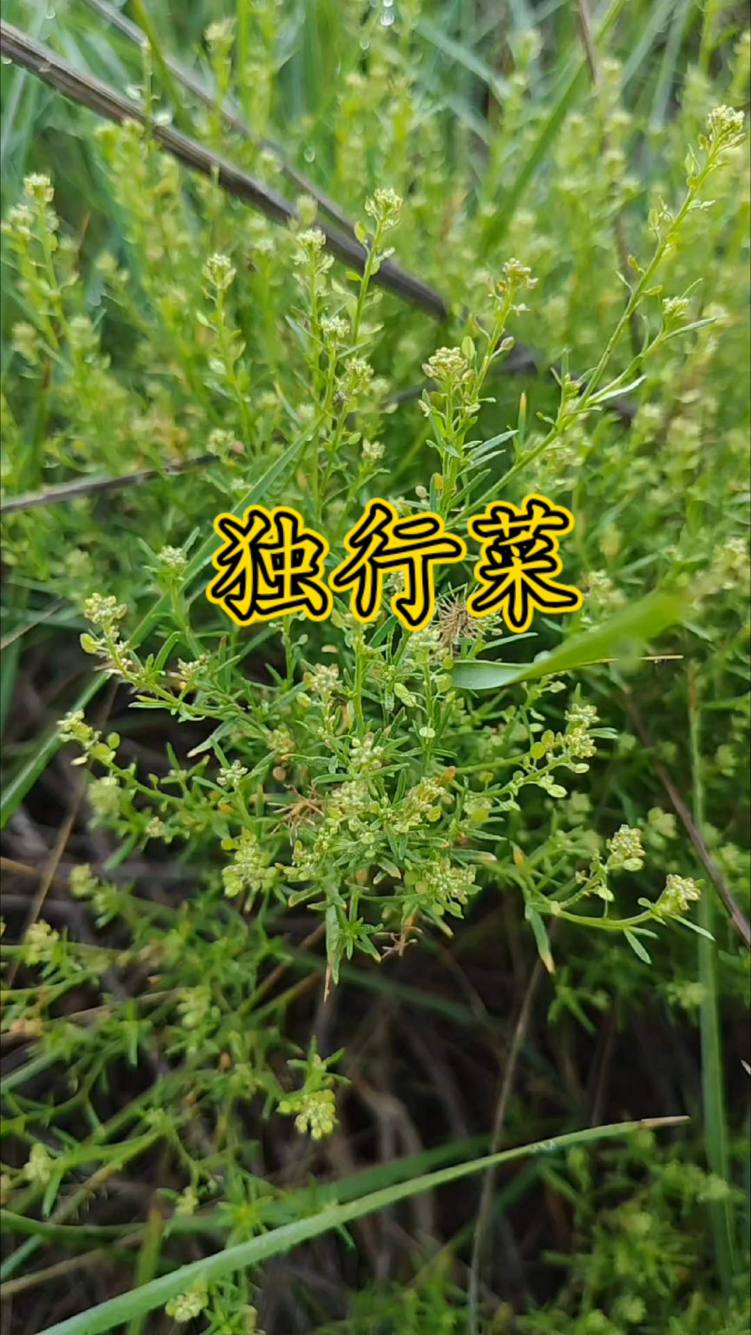 独行菜：广泛分布于中国东北、华北、华东及西北等地，籽可药用。