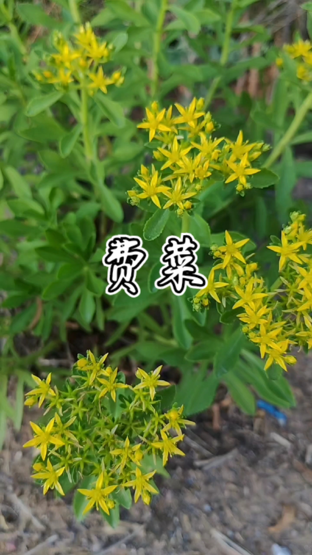 费菜:又名土三七,叶子可以食用