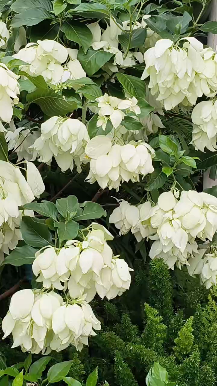 奇花《五叶金花》