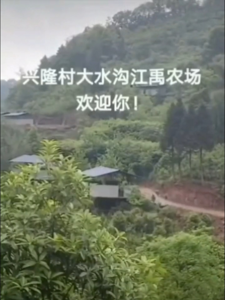 江禹农场的生态养殖经:盐津乌骨鸡凭啥与众不同?