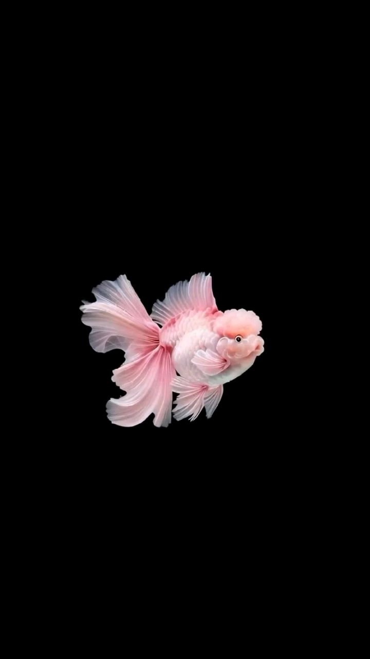 灵动金鱼壁纸#新大陆计划# #手机壁纸# #动态壁纸# #壁纸分享##壁纸