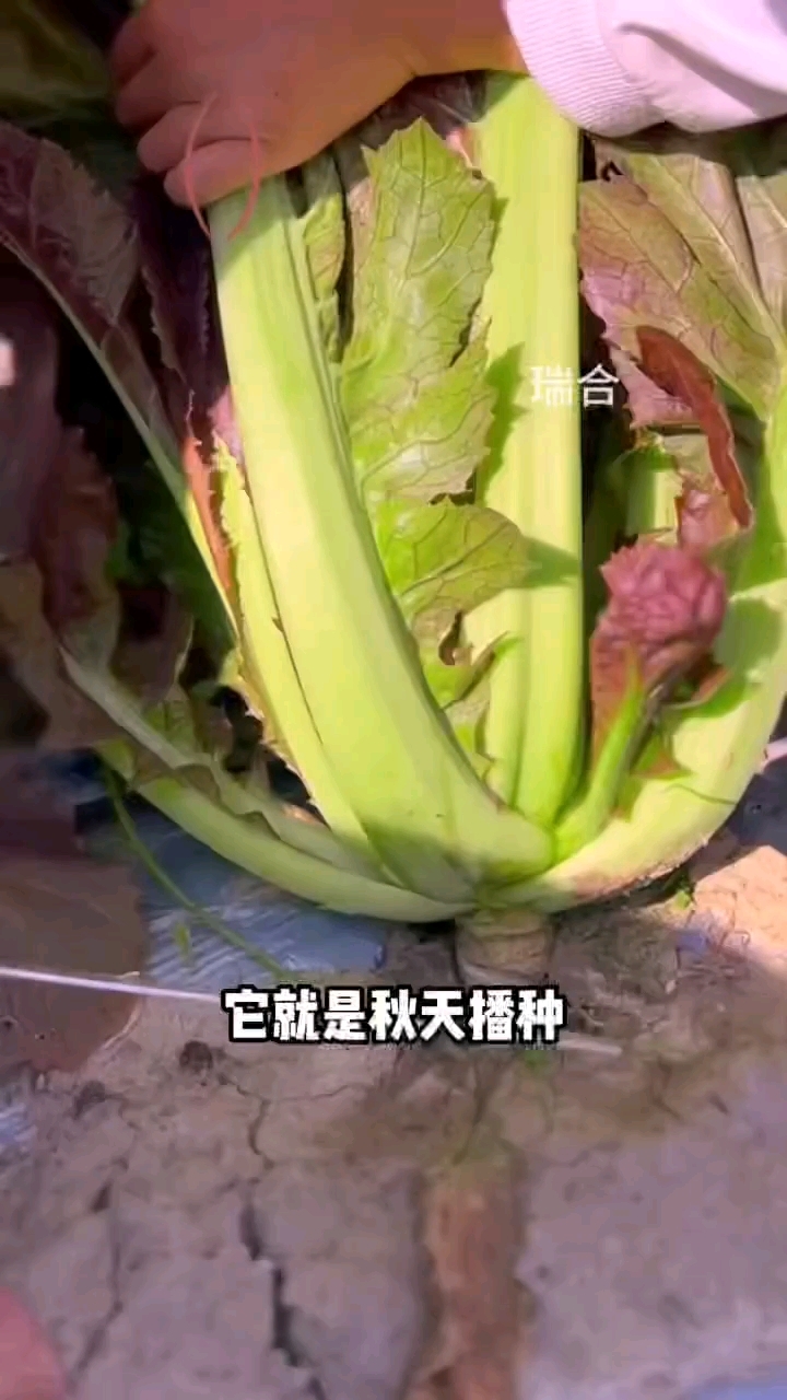 紫叶芥菜