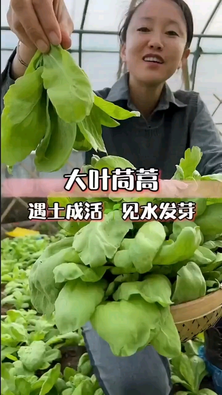 大叶茼蒿