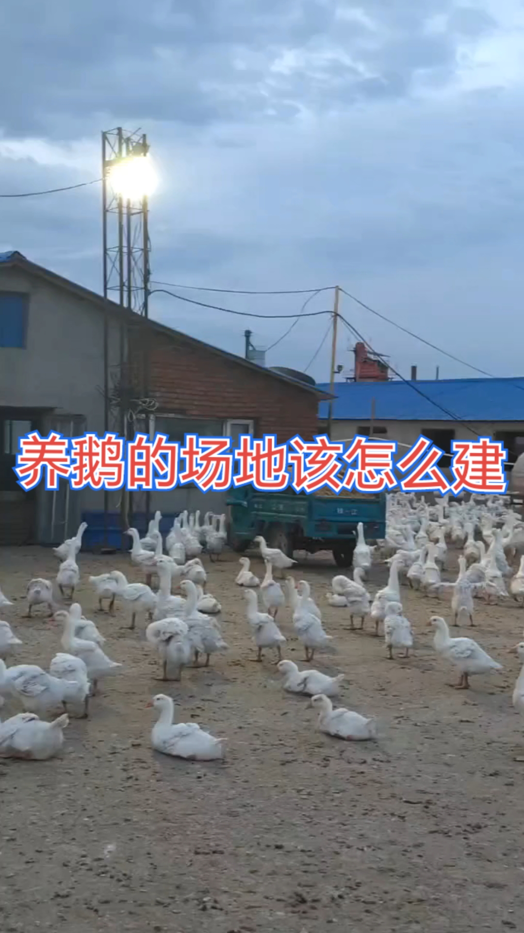 养鹅的场地该怎么建