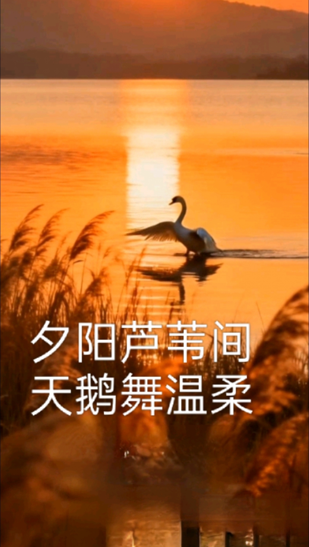 落日余晖,芦苇摇曳,天鹅轻舞,岁月静好##天鹅翩翩起舞# #冬日暖阳# 天鹅之舞#宁静的黄