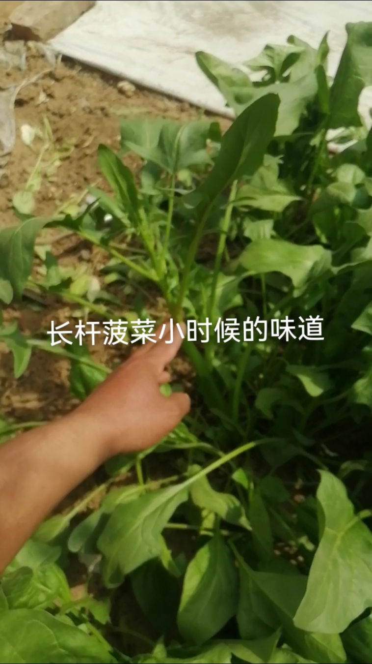 农家小院种着长杆菠菜,吃起来菠菜味浓,小时候都种。