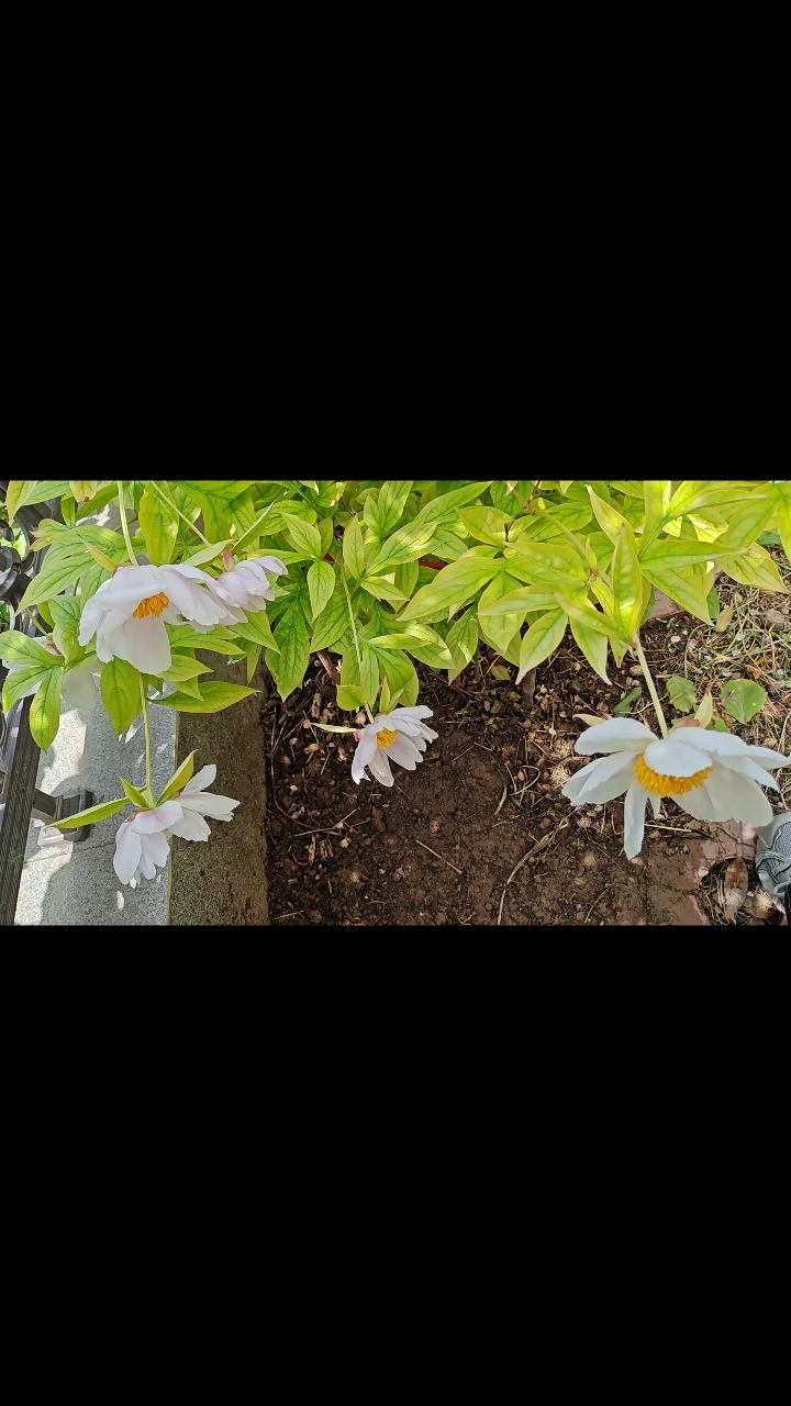 我家小园子最美的样子#阳台小花园#