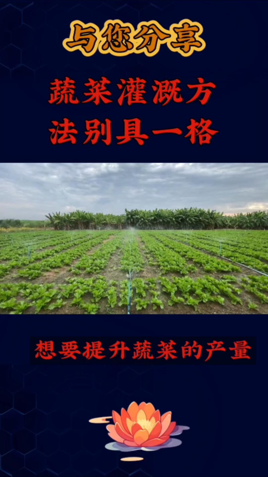 分享蔬菜增产小妙招#服务三农#百度助农