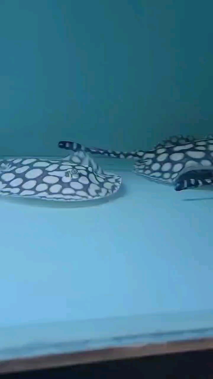 精品男神皇冠黑白魟鱼