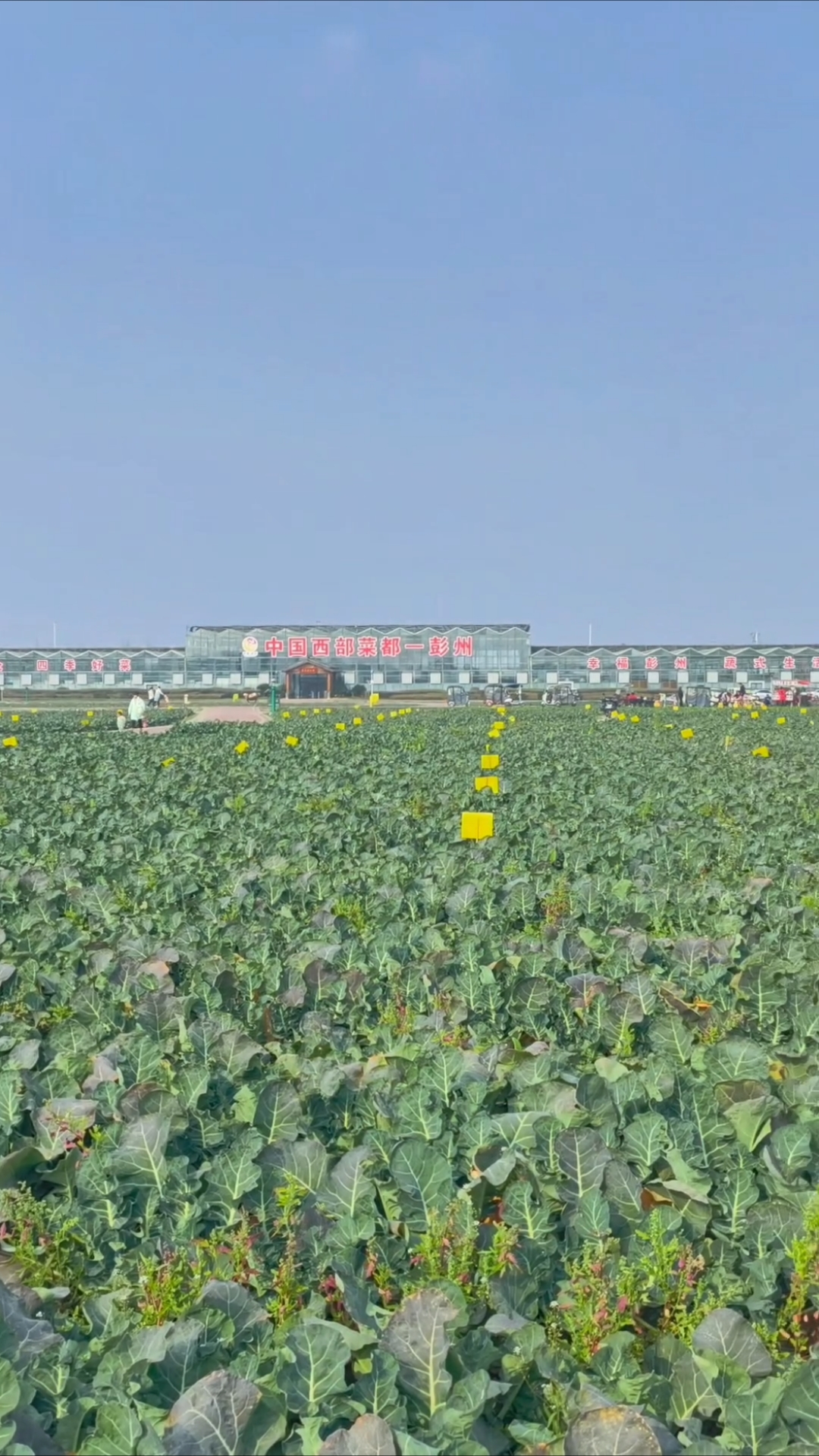 彭州市种都蔬菜主题公园，阳光明媚，绿油油的蔬菜，景色优美，令人赏心悦目。#原创摄影#