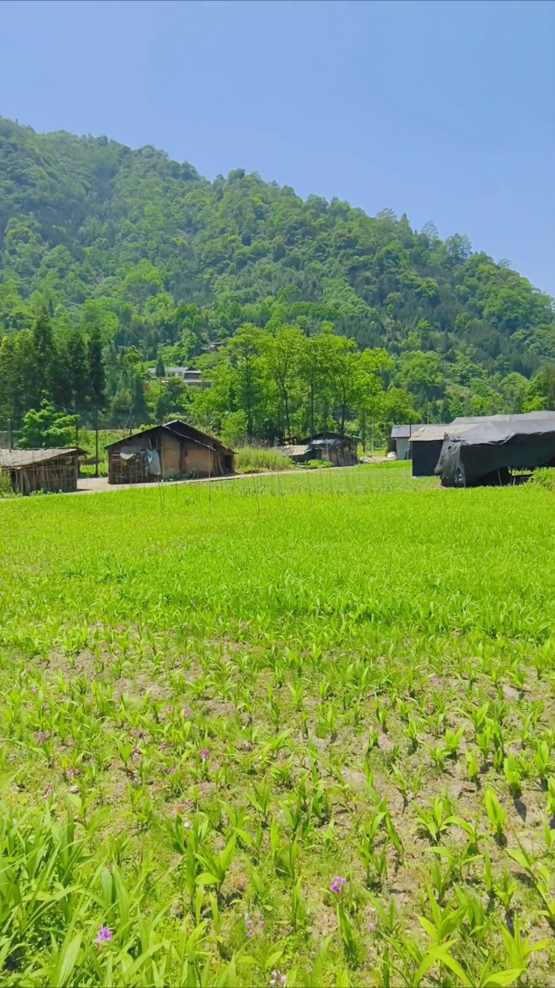 崇州市鸡冠山村,山野田园,绿意盎然,一起来感受大自然的美好。