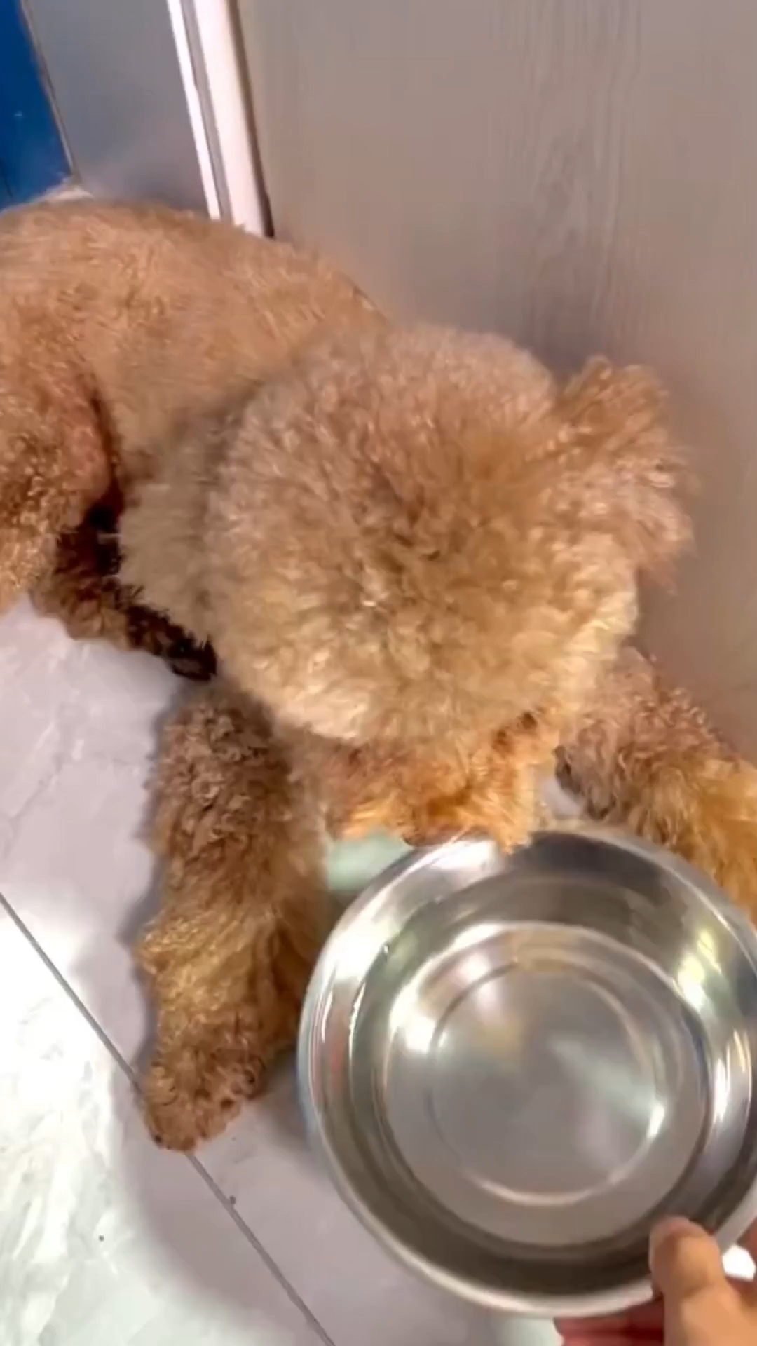 我说有些狗罐头你别太能补水了 #狗罐头# #一种很新的喝水方式# #狗狗不喝水# #小狗#