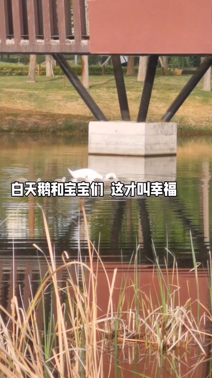 天鹅爸爸在家里辛勤孵蛋,天鹅妈妈和宝宝们在水中嬉戏。