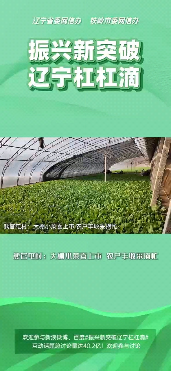 熊关屯村:大棚小菜喜上市  农户丰收采摘忙