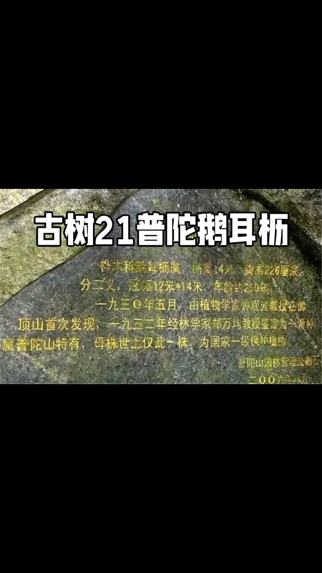 古树21普陀鹅耳枥