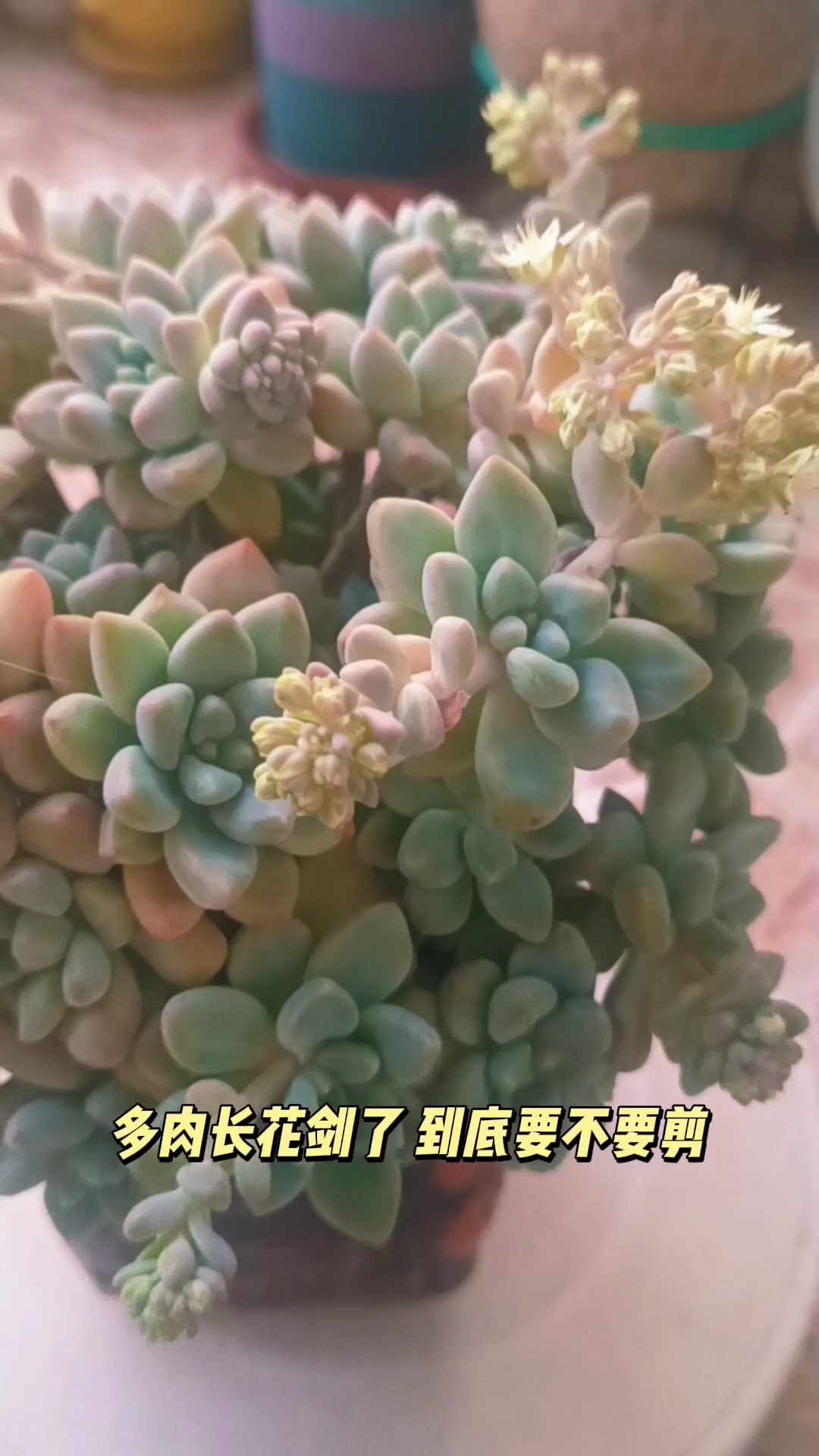 多肉的花剑到底要不要剪剪下来又如何二次发根,二次欣赏呢?