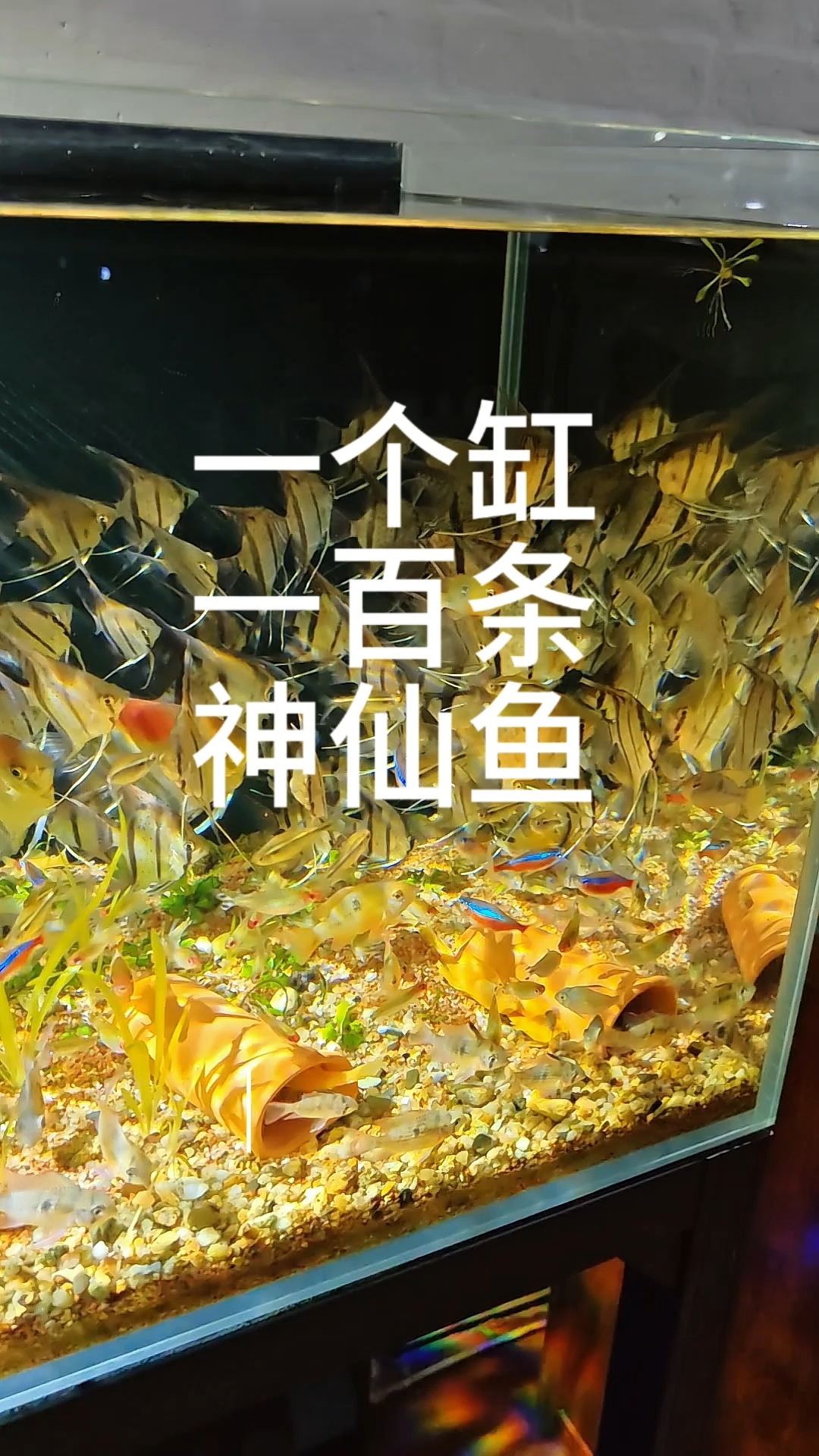 一个缸养一百条神仙鱼,你们说行不行?#南美缸 #神仙鱼