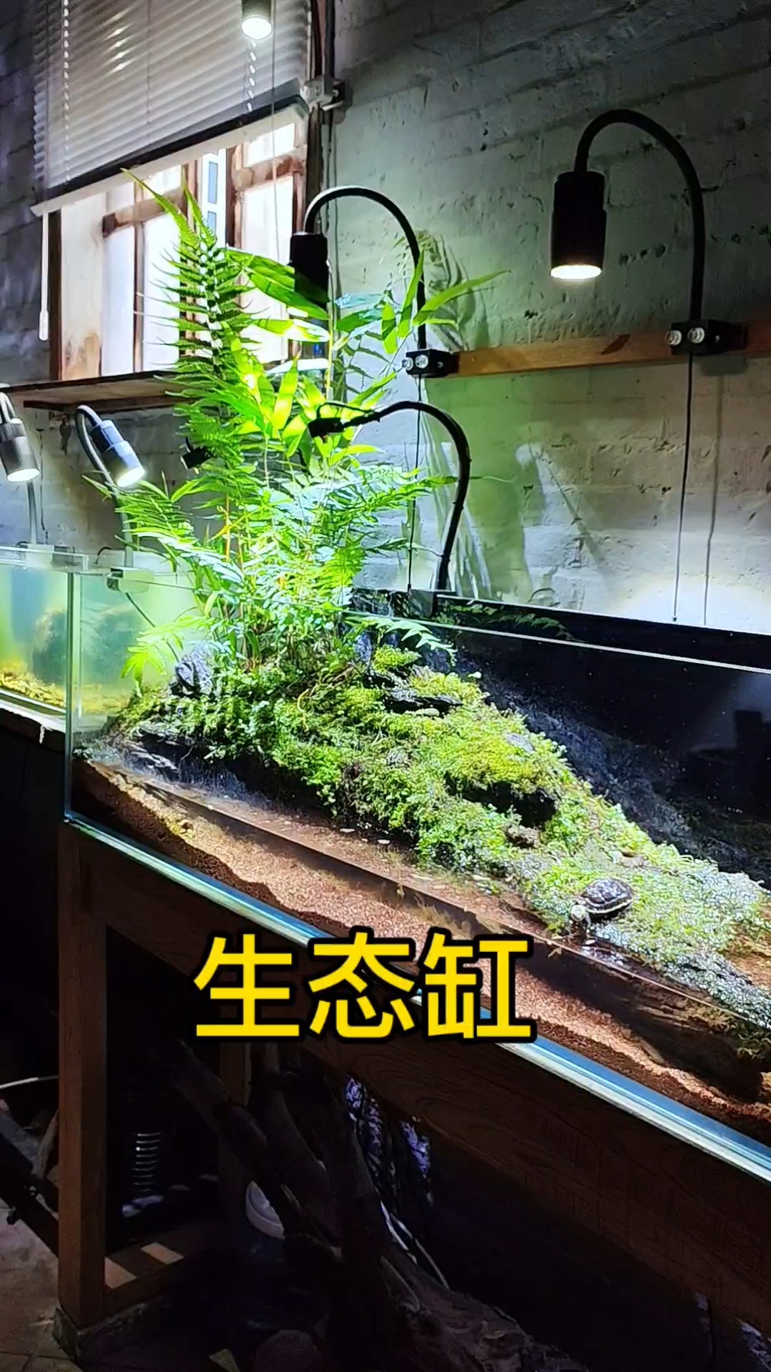 我的1.5米生态鱼龟缸! #生态鱼缸 #生态龟缸 #养鱼日记