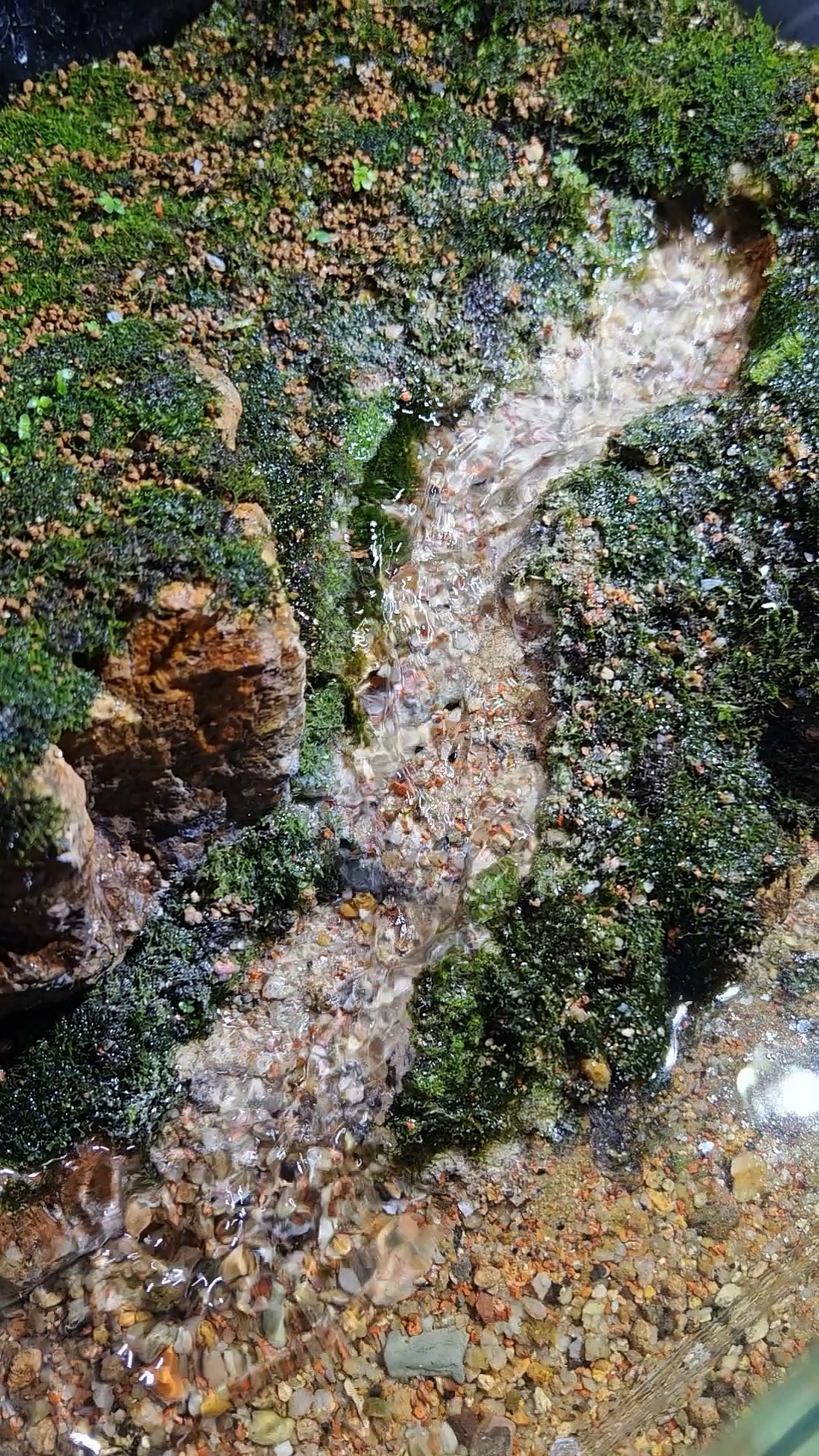 河流太直了,修歪河道才有赶脚!#溪流缸 #造景鱼缸 #生态缸