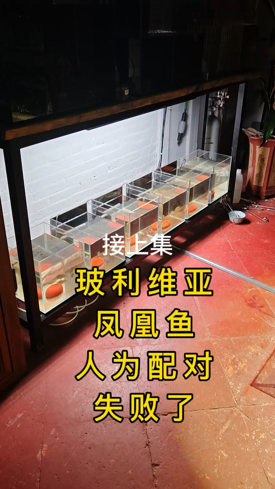玻利维亚凤凰鱼人为配对失败！#玻利维亚凤凰鱼 #养鱼日记