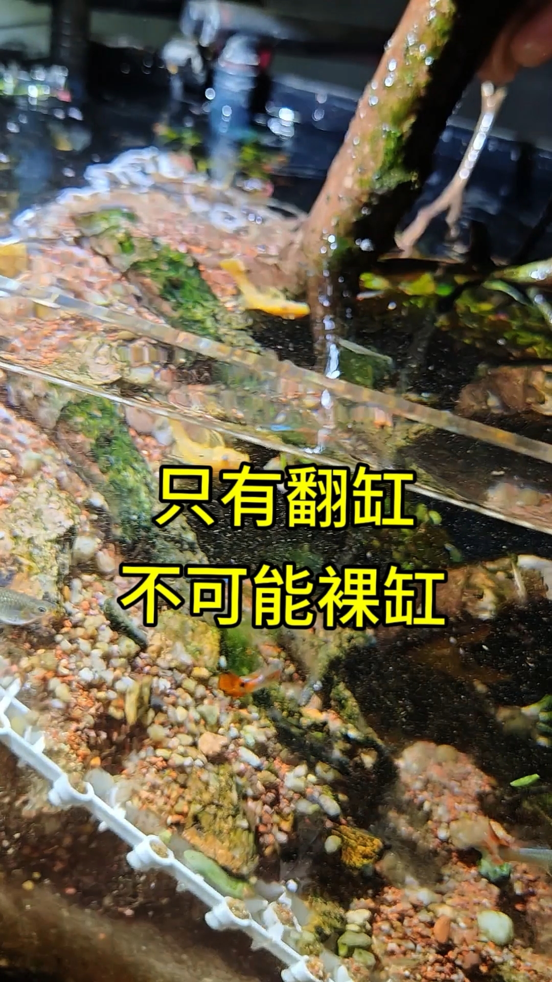 景看腻了就翻缸,裸缸养鱼?这辈子都不可能的!#鱼缸造景