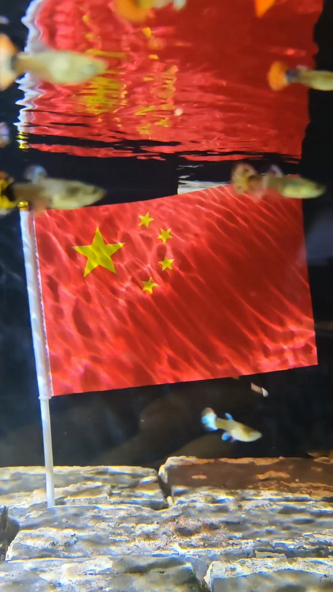 五星红旗迎风飘扬,祝鱼友们国庆快乐!