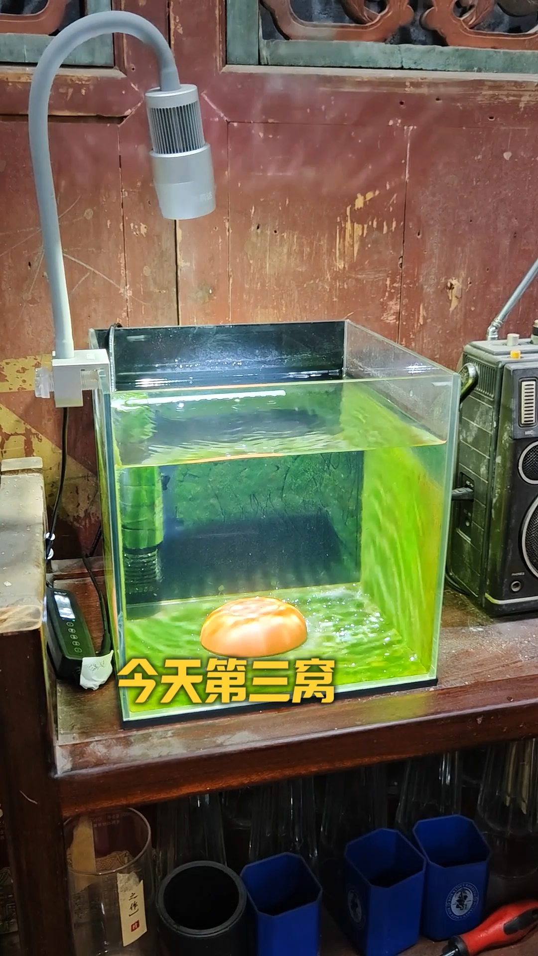 德系荷兰凤凰鱼又产卵了,养不完,根本养不完!#德系荷兰凤凰鱼