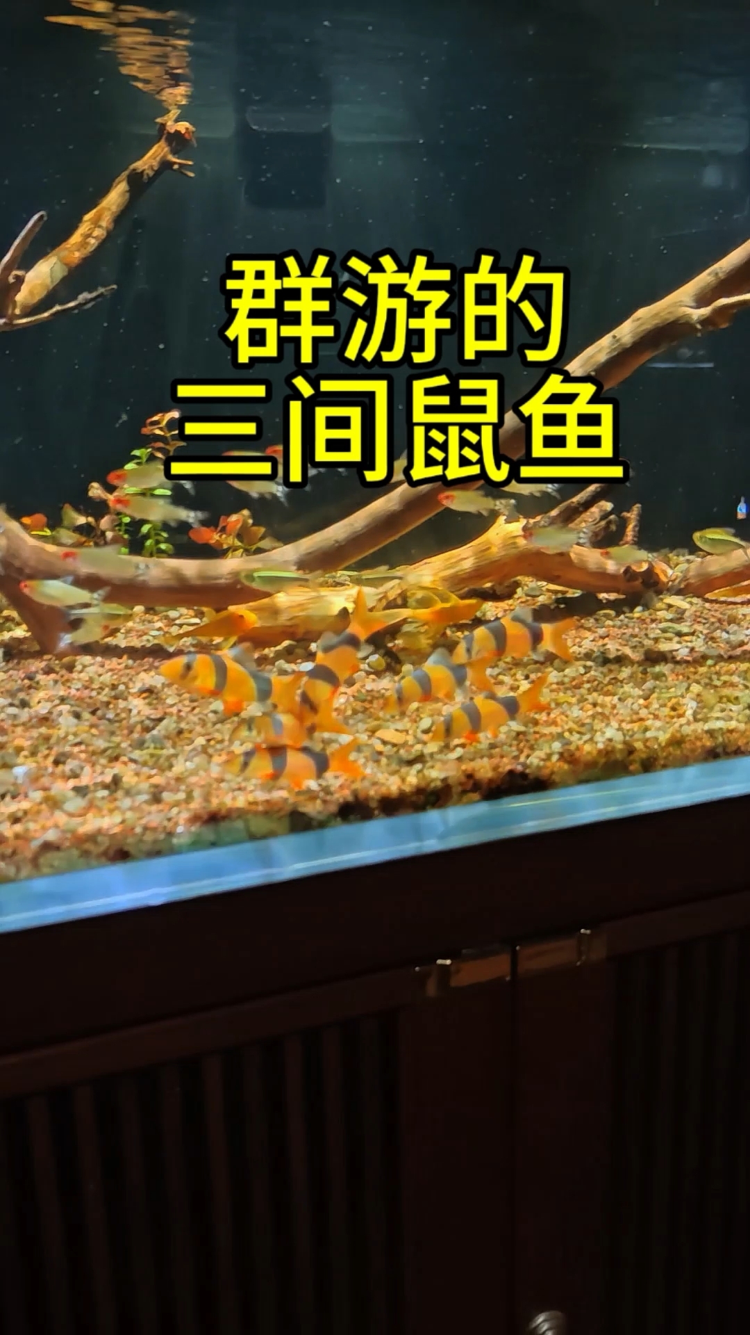 群游的三间鼠鱼你们见过没?#养鱼日记 #三间鼠鱼 #南美缸 