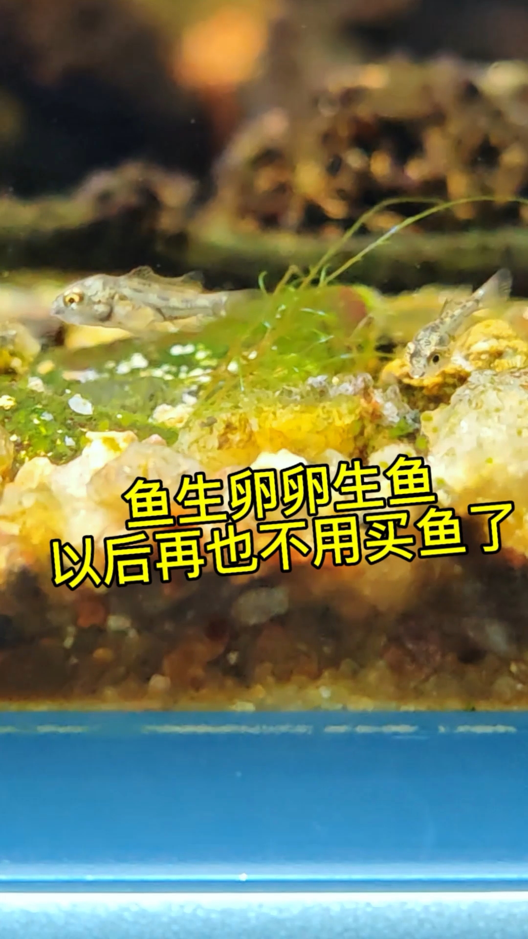 鱼生卵卵生鱼,以后再也不用买鱼了?#玻利维亚鱼 #玻利维亚鱼
