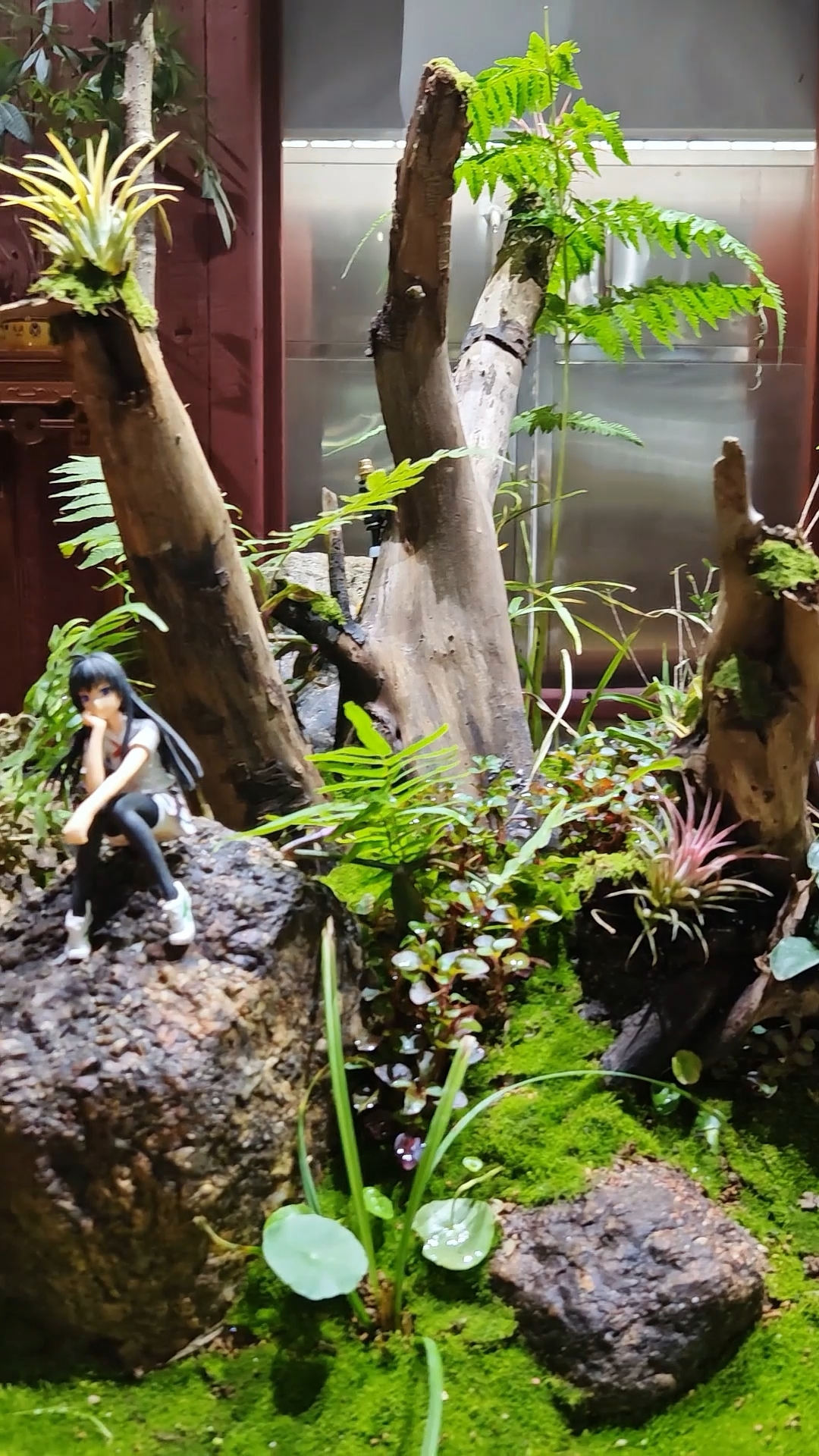 要是我把这个景用鱼缸装起来会怎么样?#生态缸 #鱼缸造景 #