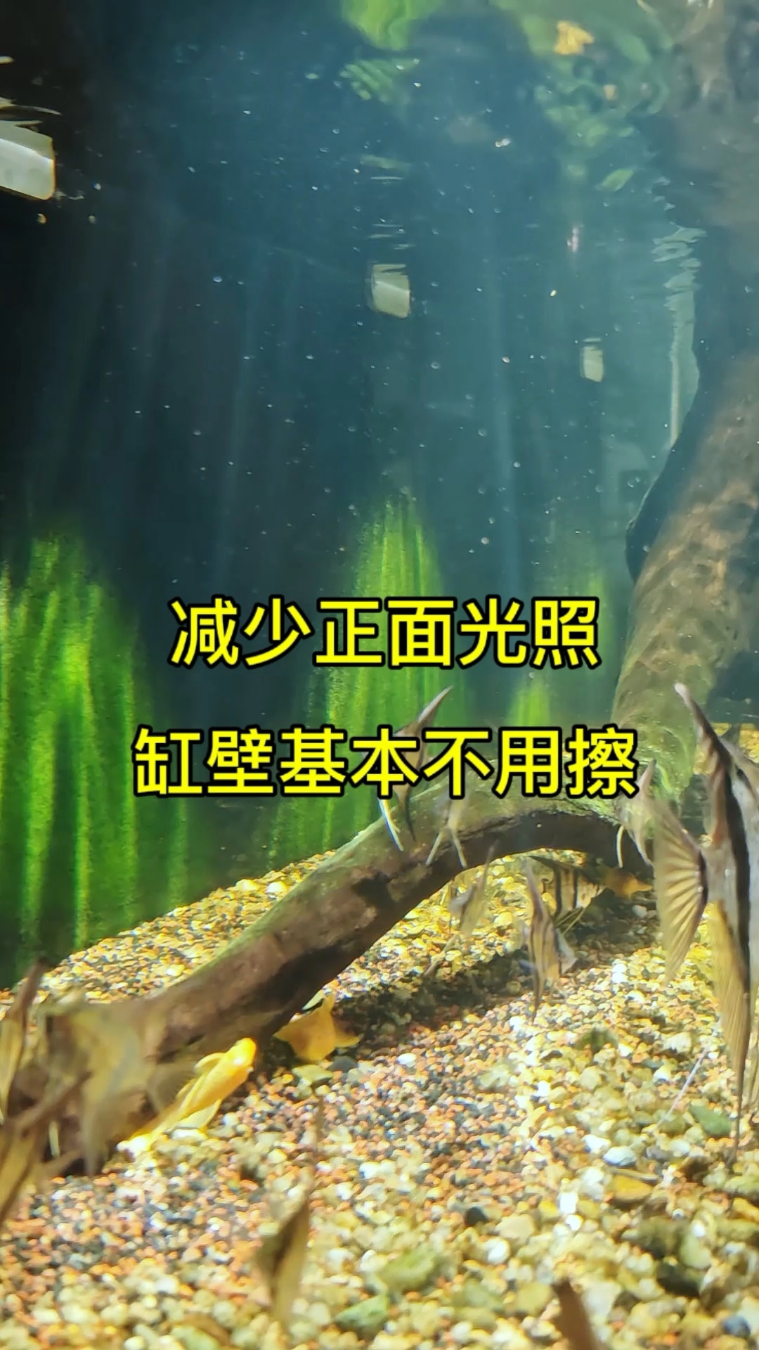 实测2个月通过减少正面光照,正面缸壁基本不用擦了,懒人养鱼