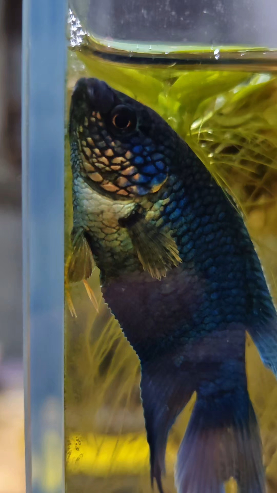 千万不要养斗鱼!#中国斗鱼 #蛇纹蓝斗鱼 #养鱼人 
