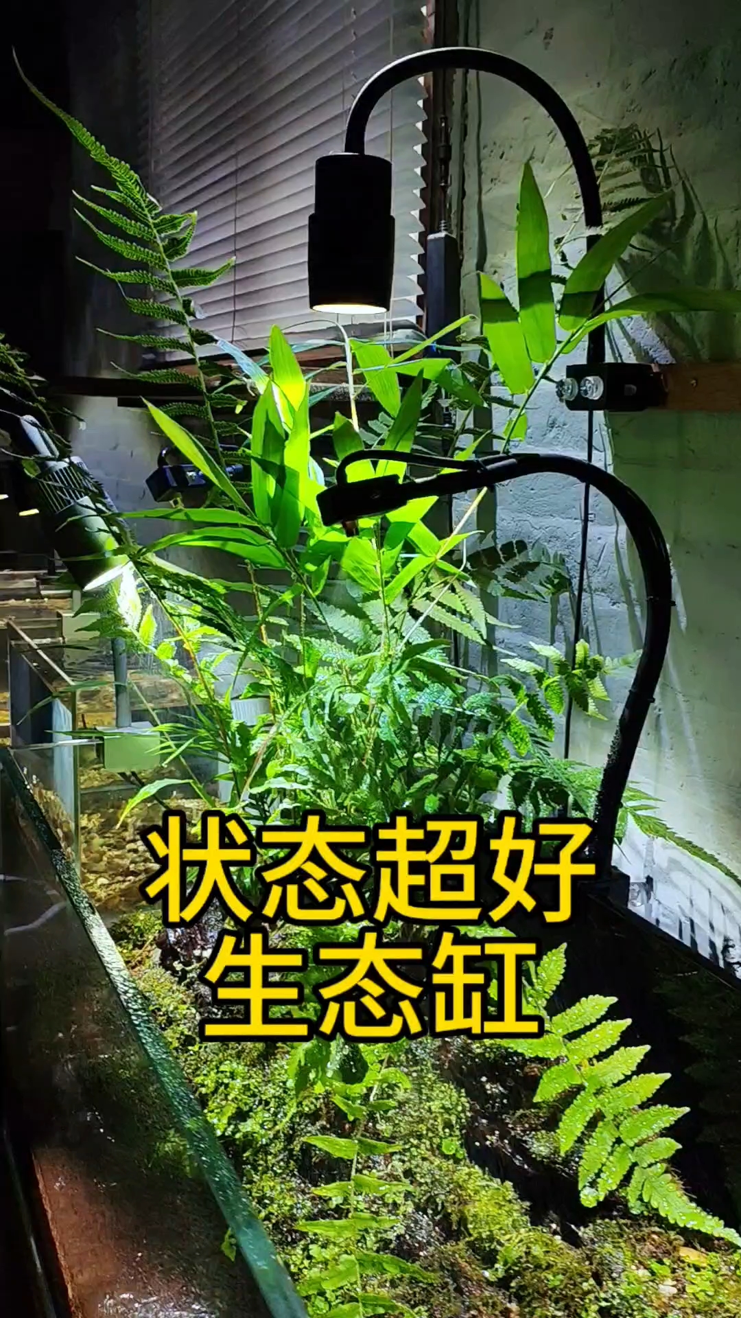 状态超好的生态鱼缸!#生态鱼缸  #水陆缸造景 #鱼缸造景 