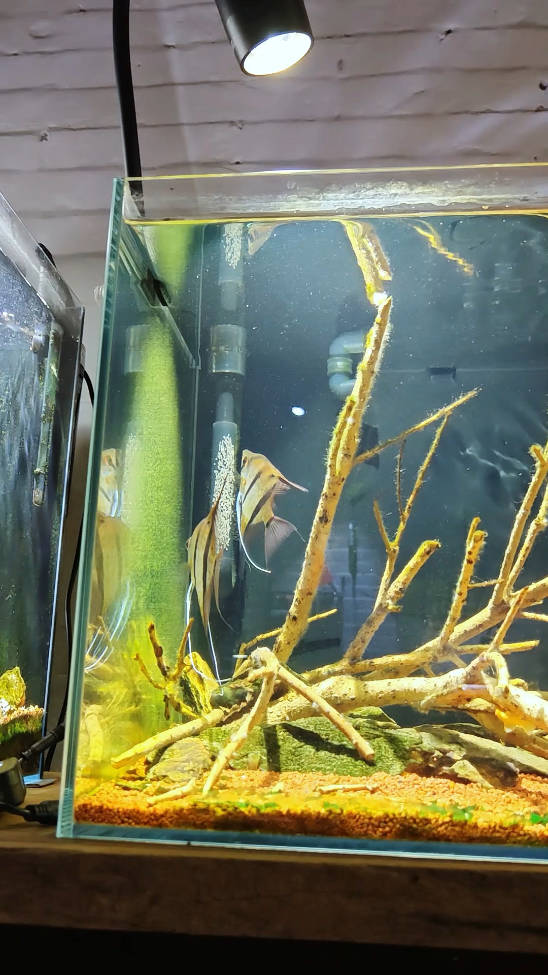 分享一下喜悦的心情!#鱼缸中的大自然 #魔门斯卡神仙鱼 #养