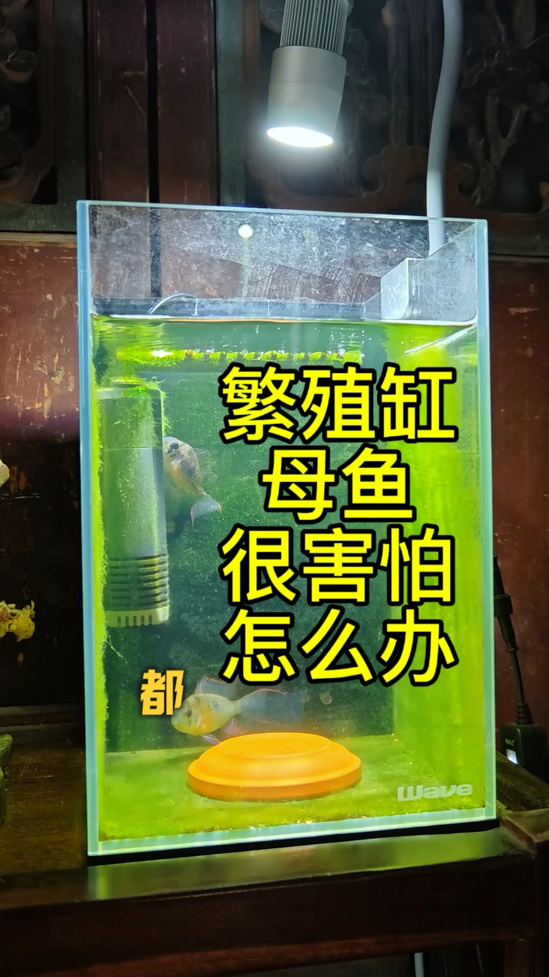 繁殖缸的母鱼都很害怕,怎么办?#观赏鱼繁殖 #玻利维亚凤凰鱼