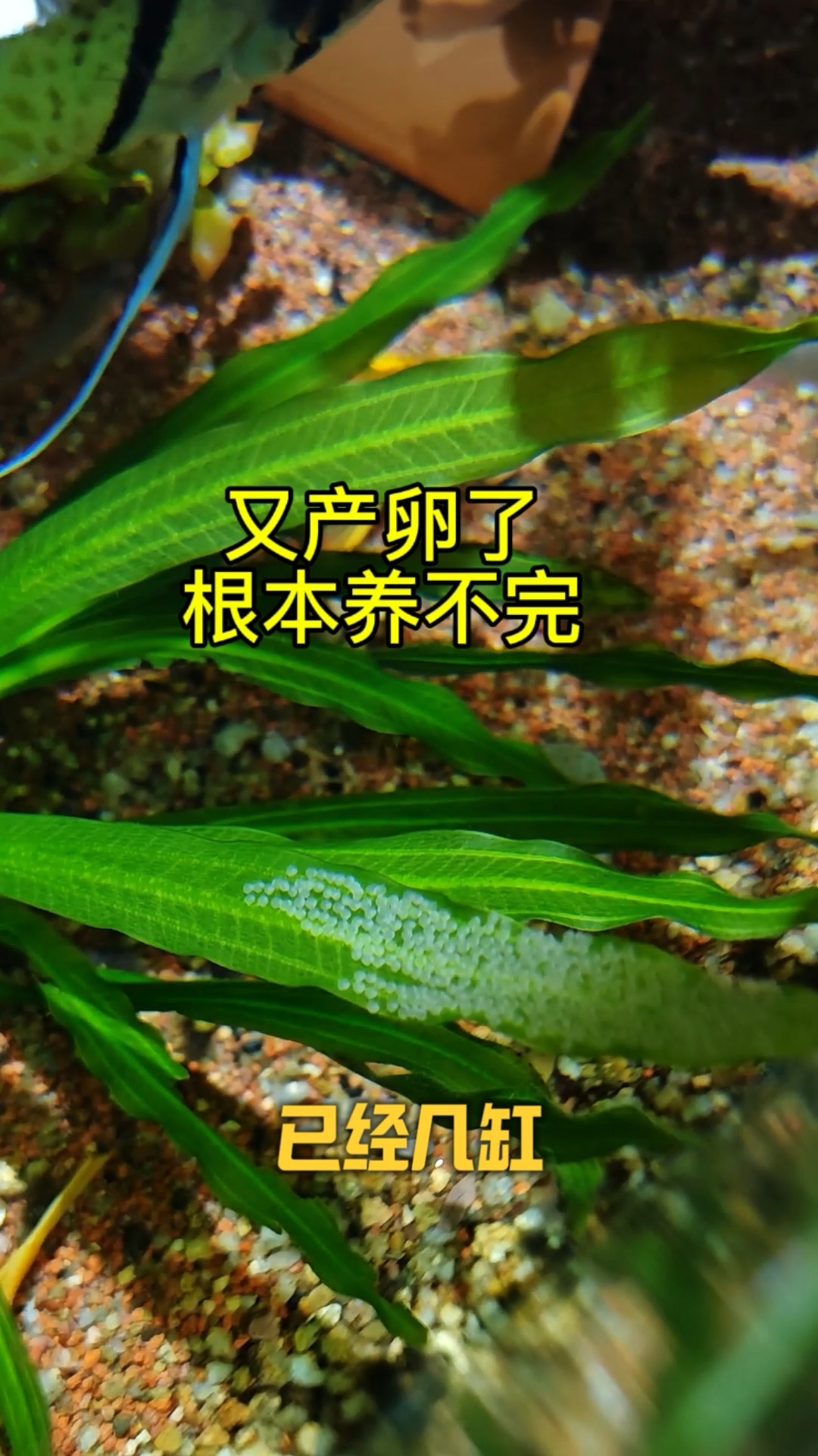 鱼又产卵了,根本养不完!#神仙鱼 #神仙鱼繁殖 #养鱼日记