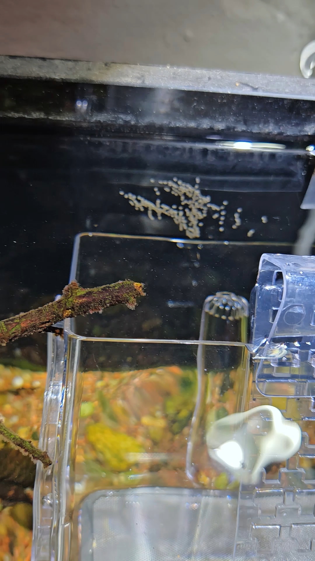 第三次尝试神仙鱼繁殖! #神仙鱼繁殖 #养鱼日记 #养鱼人 