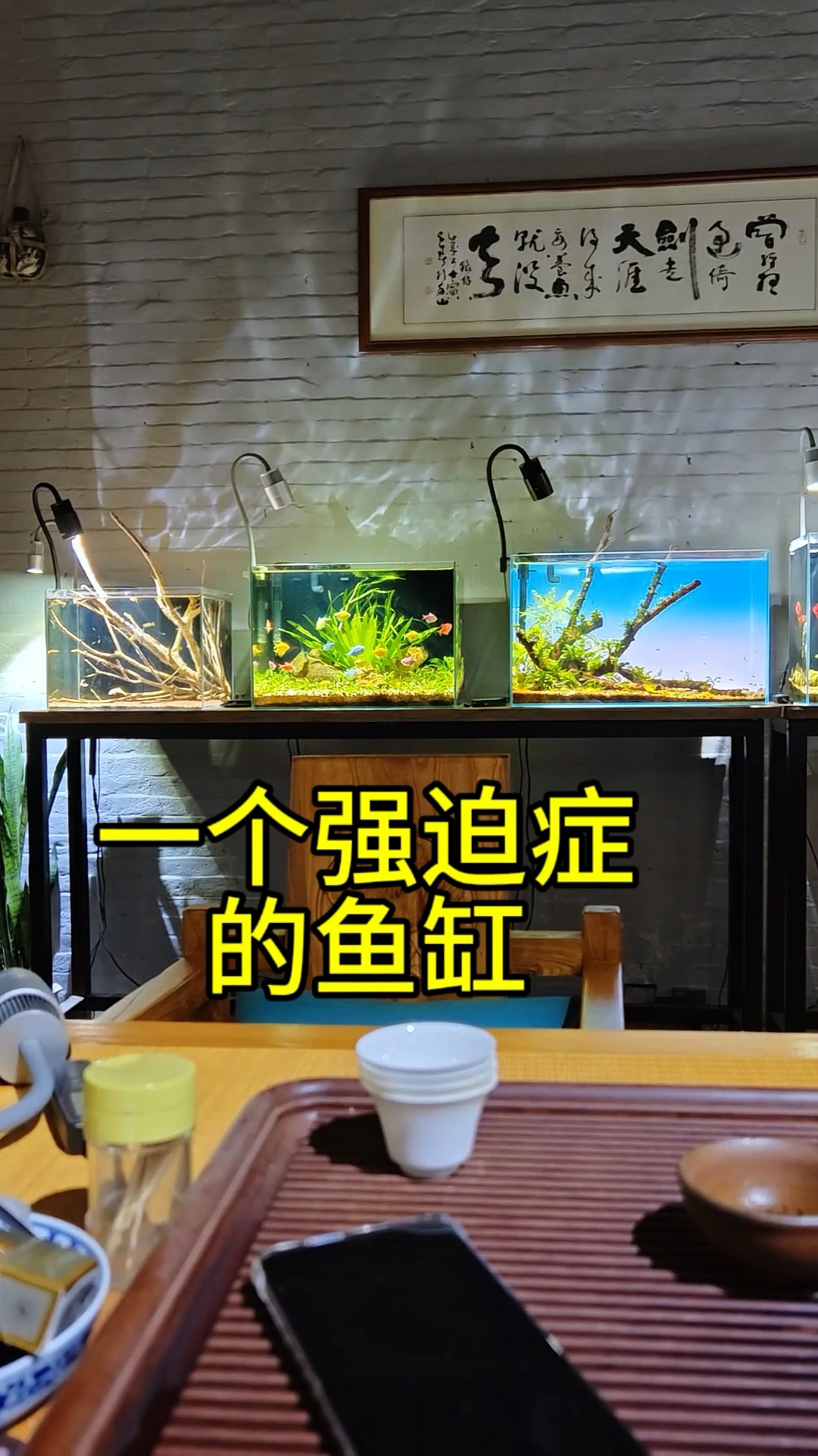 一个强迫症的鱼缸!#养鱼日记 #鱼缸背景贴纸 #梅莉达射灯 