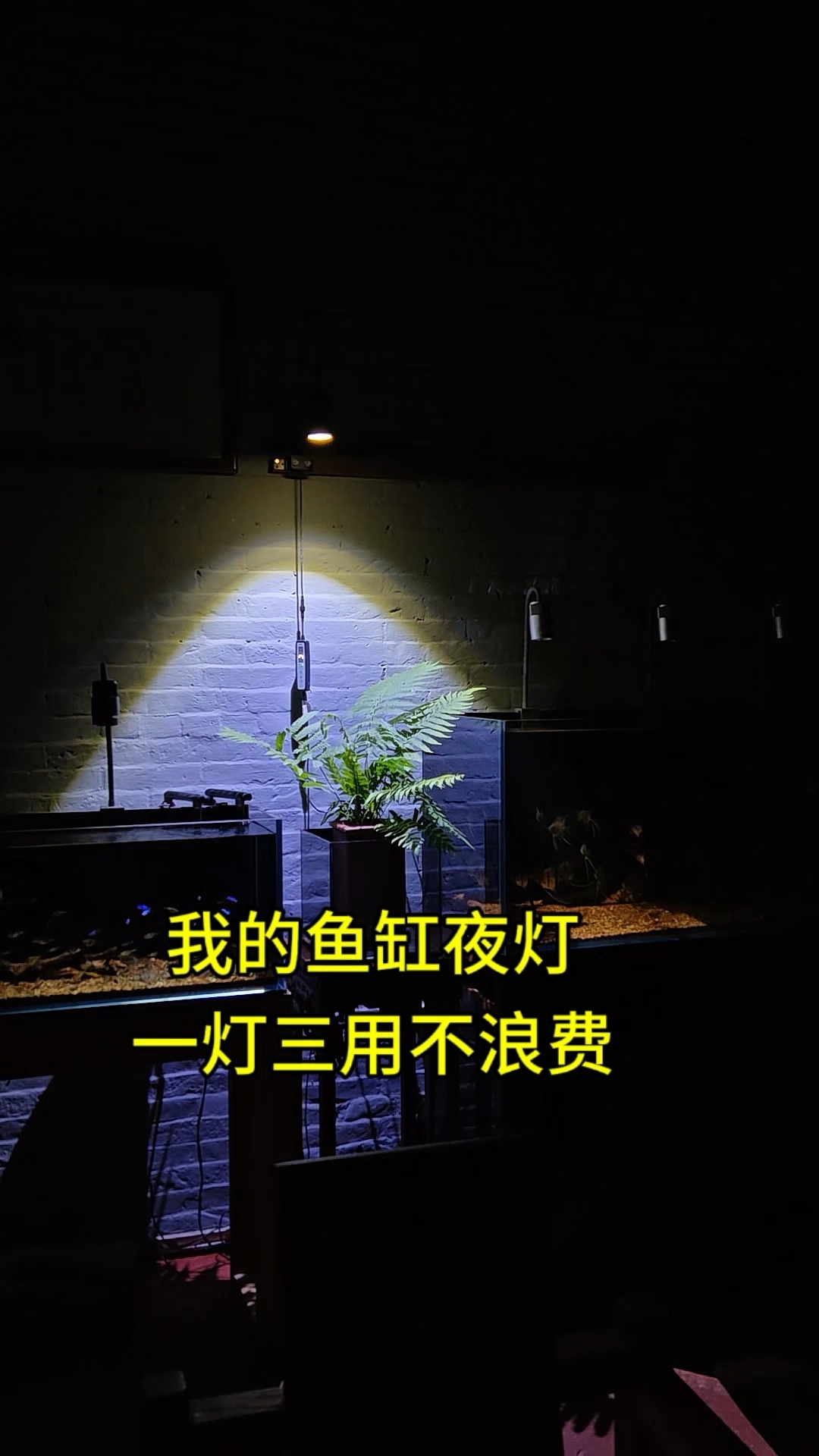 我鱼缸夜灯,一灯三用不浪费!#养鱼日记 #鱼缸灯 #鱼缸夜灯